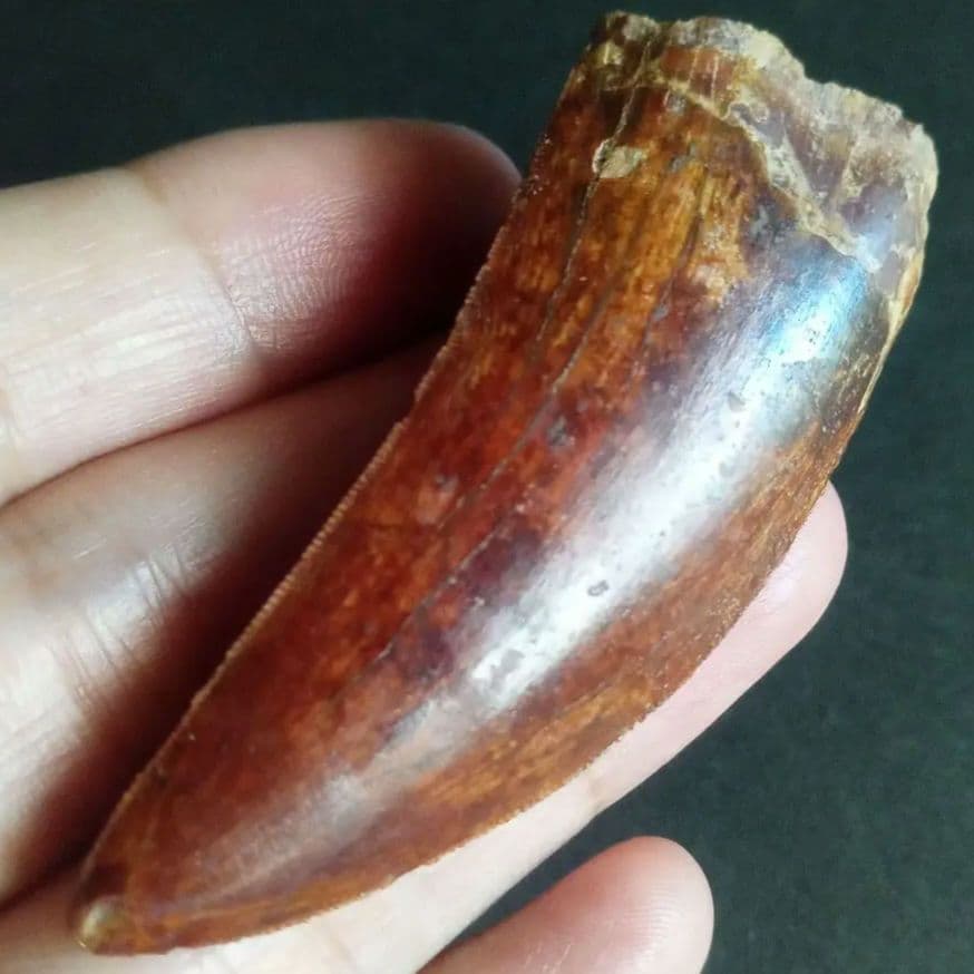 アロサウルス上科　カルカロドントサウルス　特大　歯化石　美麗標本