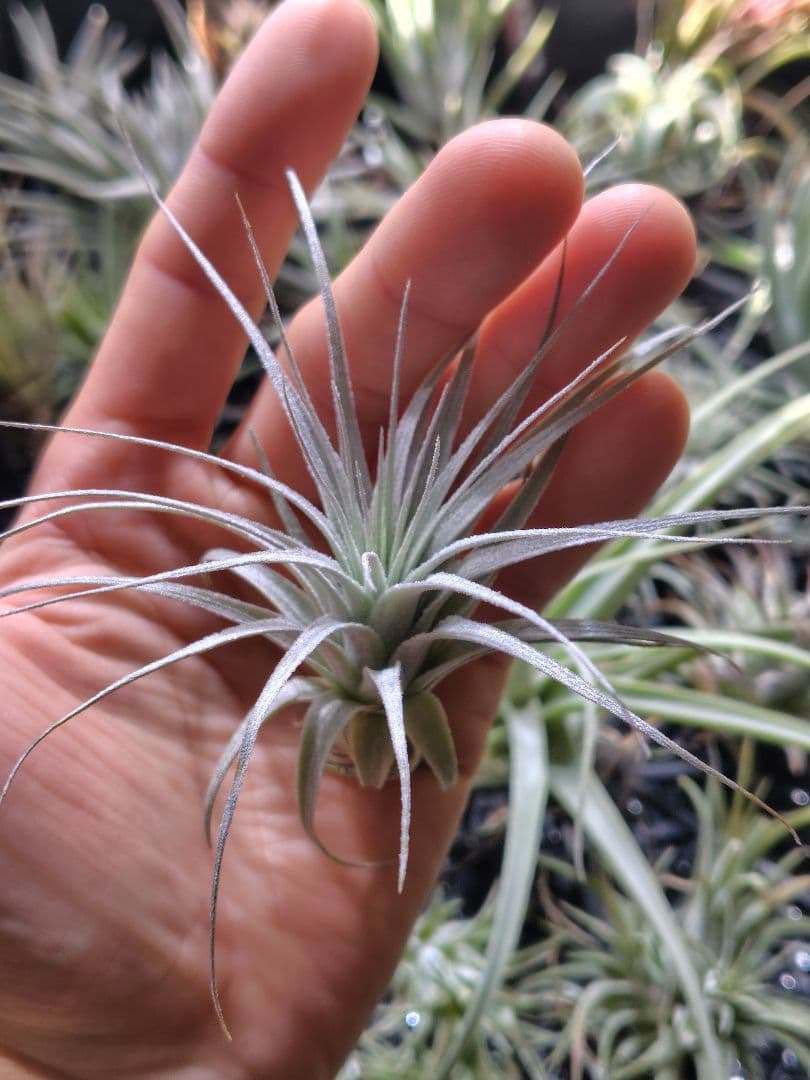 Tillandsia chapeuensis チャペウエンシス