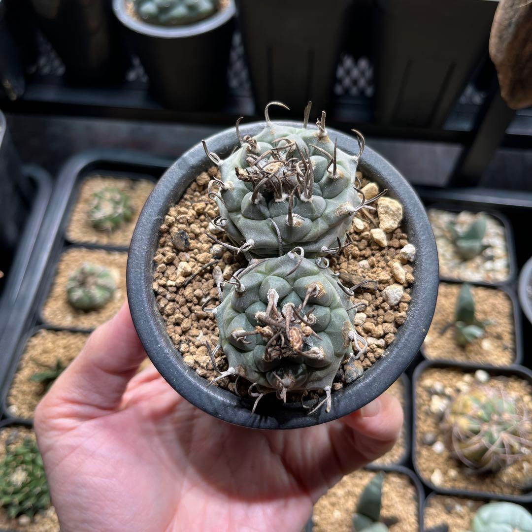 ツルビニカルプス　二頭　双頭　ダブルヘッド