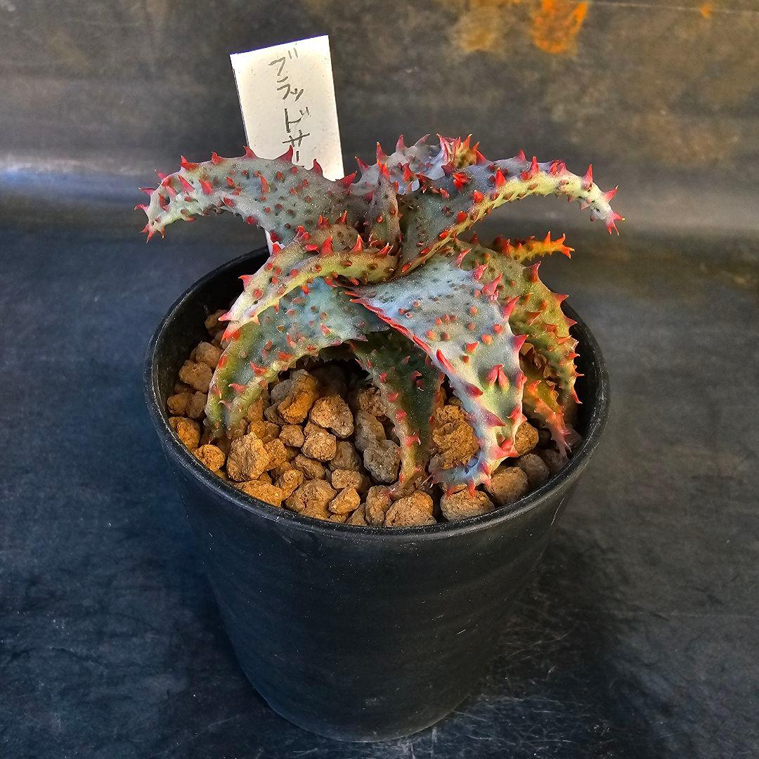 ロウルサンコさんラベル付き☆多肉植物 アロエ ブラッドサースティー