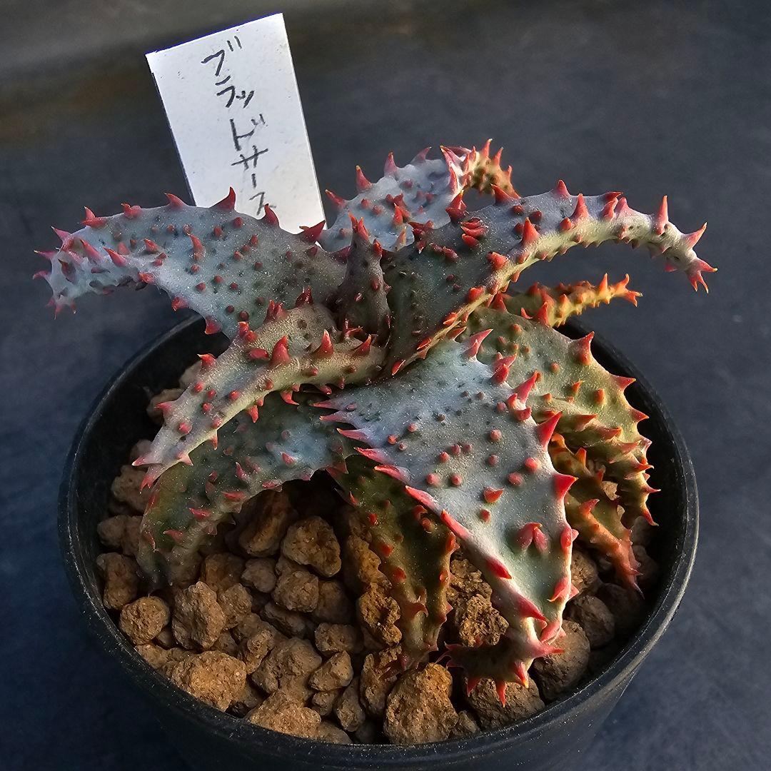 ロウルサンコさんラベル付き☆多肉植物 アロエ ブラッドサースティー