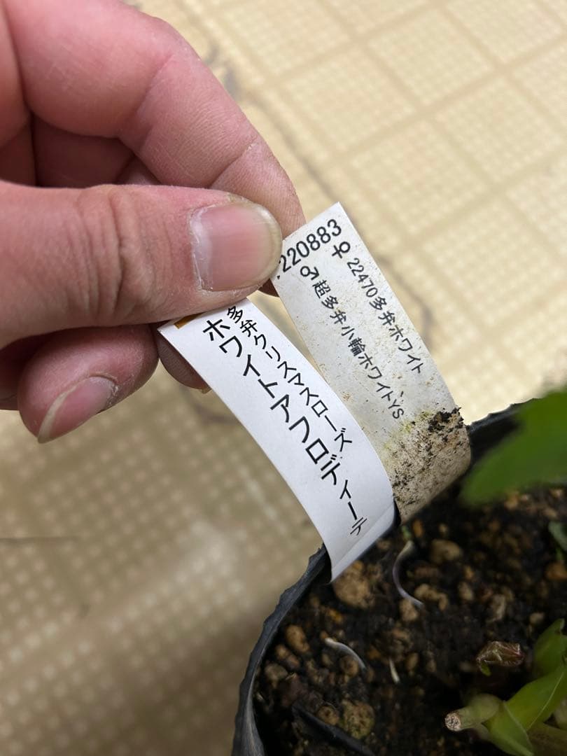 ホワイトアフロディーテ 加藤農園 クリスマスローズ同梱可能