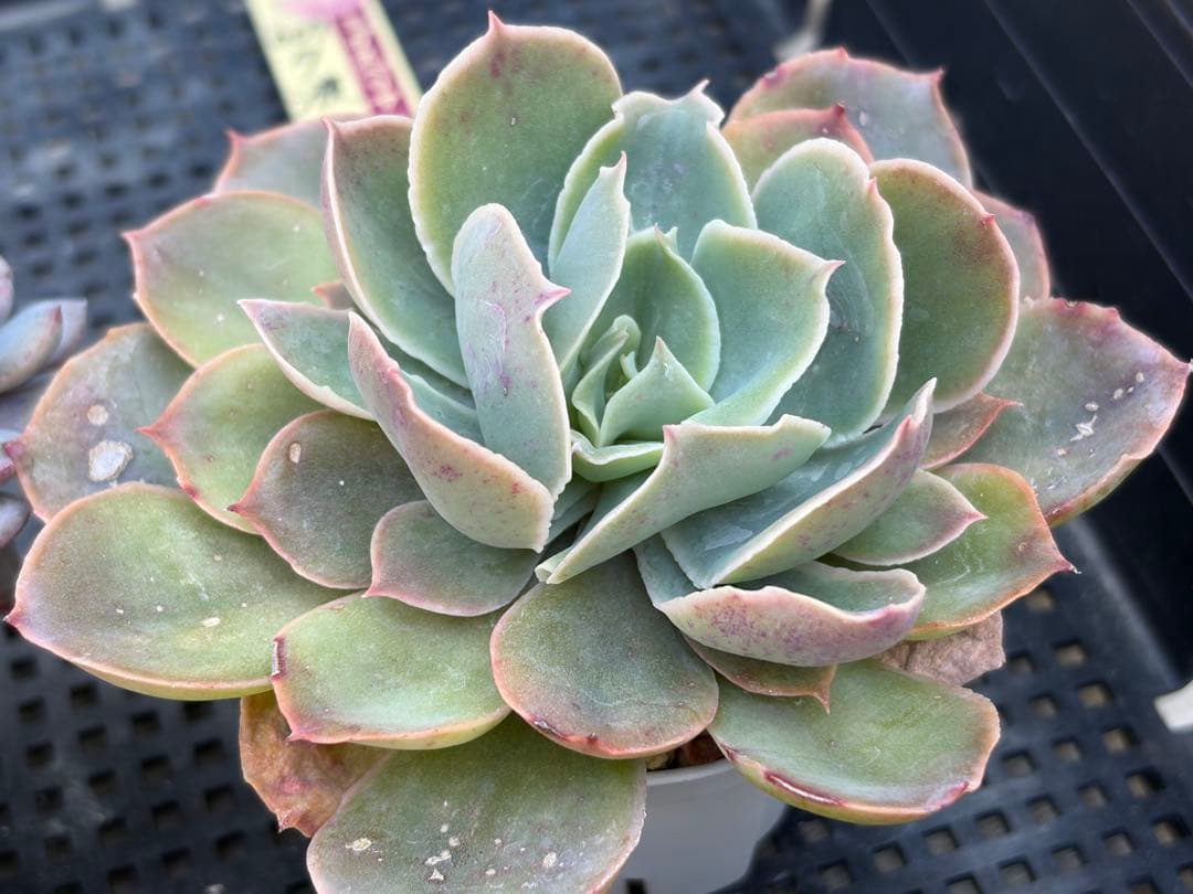 おらいさん苗12個セット　そわそわオマケで13苗ミックスベリア　エケベリア多肉