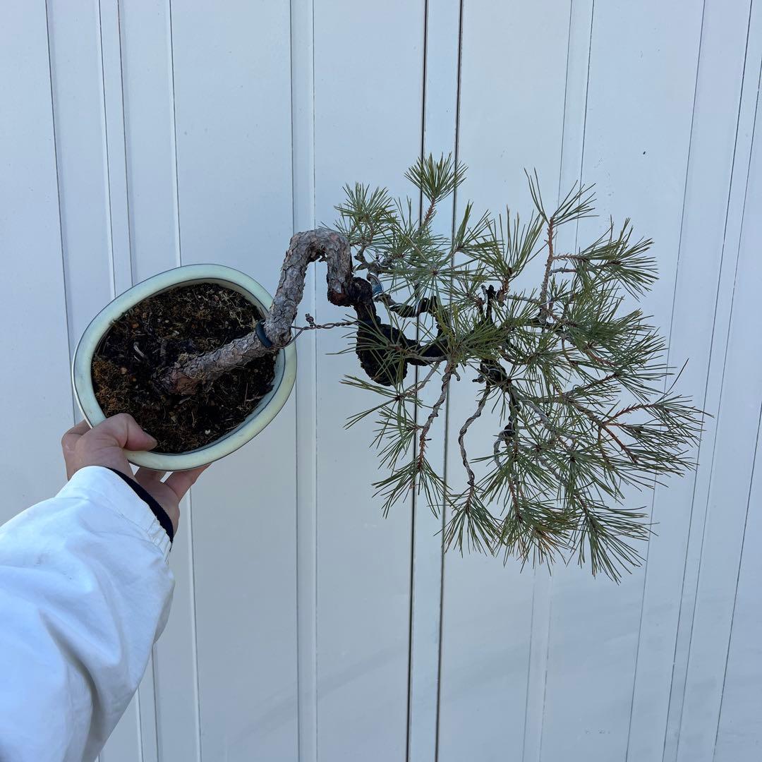 山採り　赤松　文人風