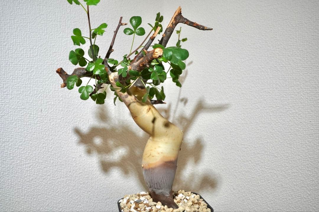 マルタ・ハフハフ　コミフォラ ピュアカタフ　ソマリア産