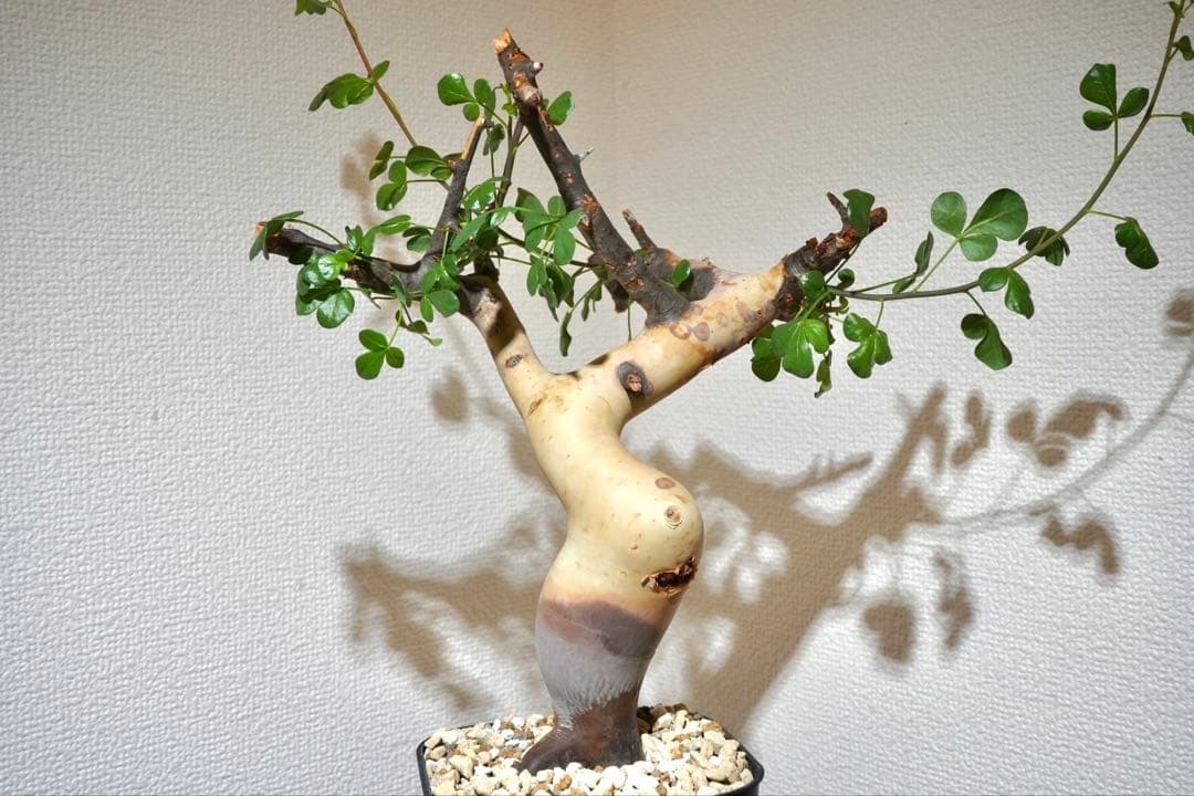 マルタ・ハフハフ　コミフォラ ピュアカタフ　ソマリア産