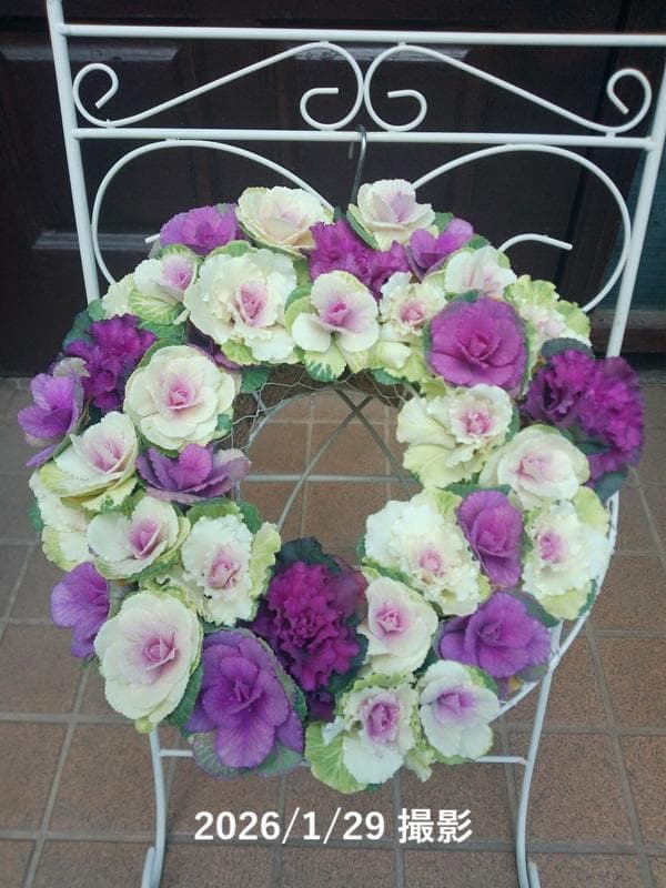 寄せ植え　ミニ ハボタン　リース仕立て (スタンド別)　葉牡丹　ハンギングリース