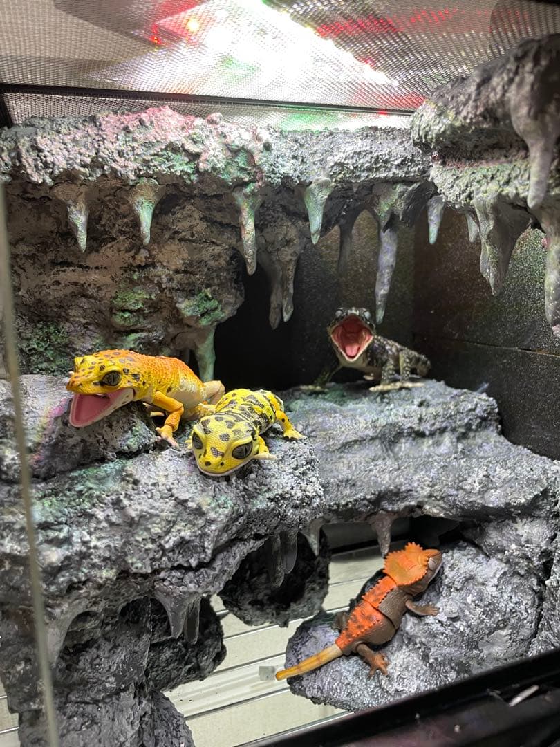 グラステラリウム　爬虫類レイアウト用品　爬虫類ケージ　爬虫類フルレイアウトケージ