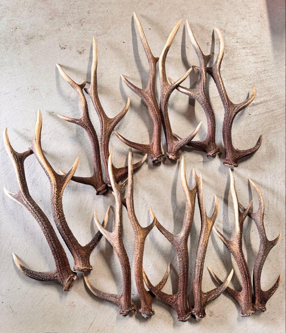 日本鹿の角 7対 (14本) No.6