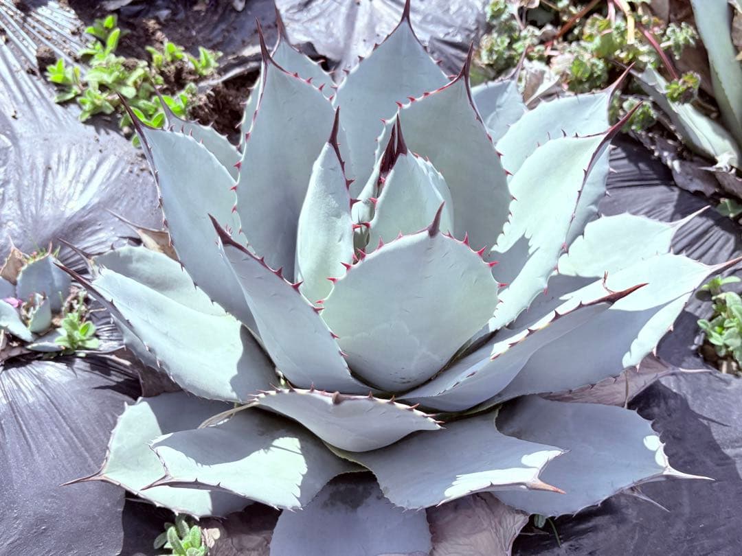 アガベ　吉祥天　子株付き