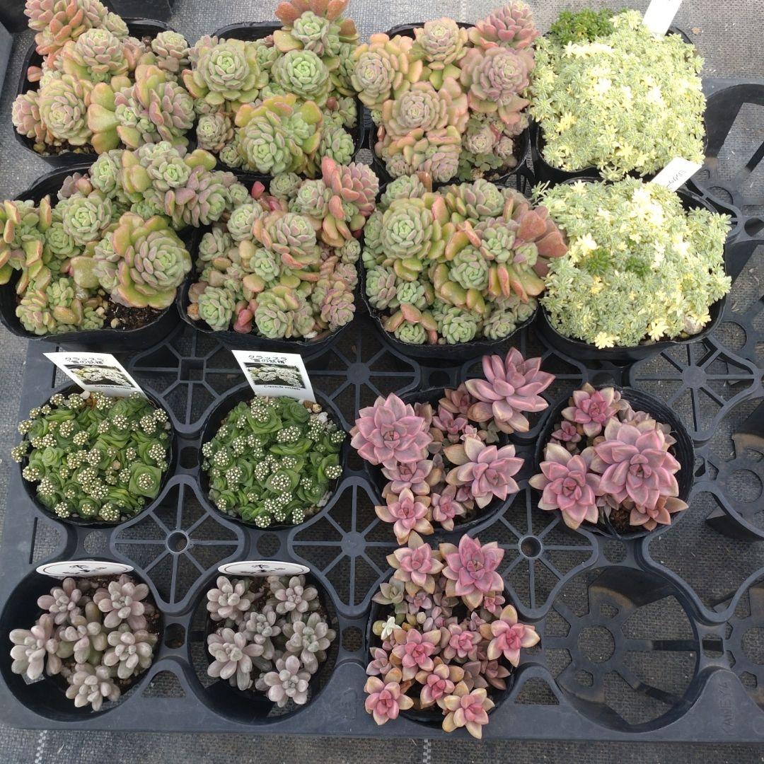 ✿sara✿さん専用