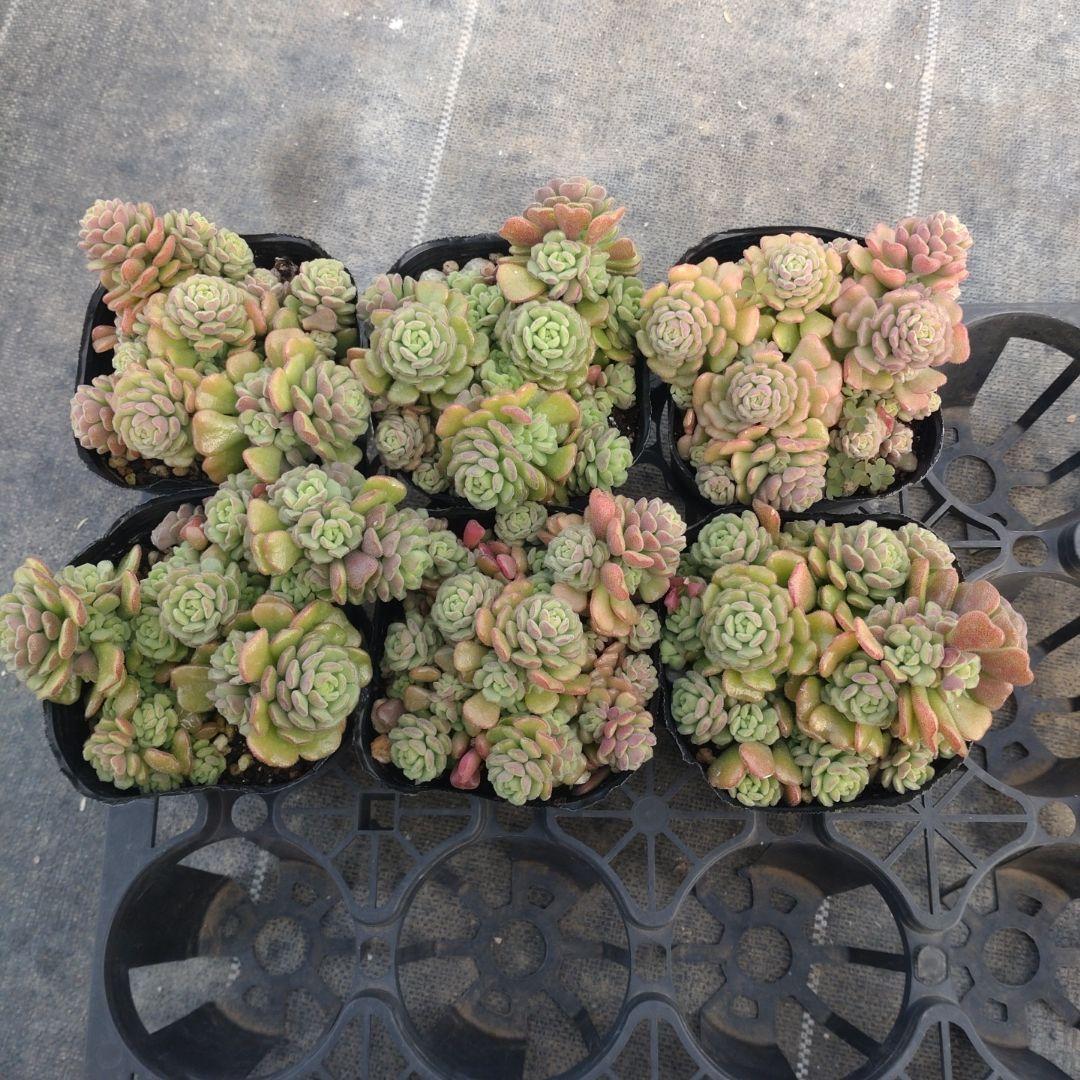 ✿sara✿さん専用