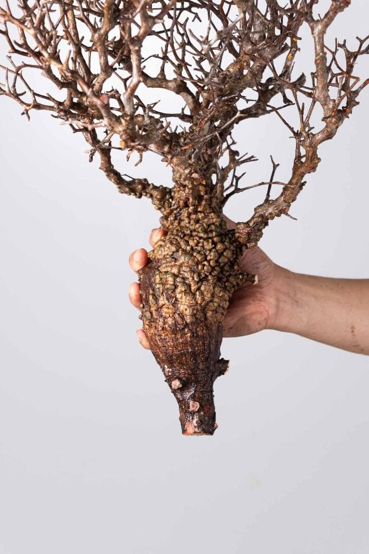 LP83 オペルクリカリア パキプス コーデックス ベアルート株