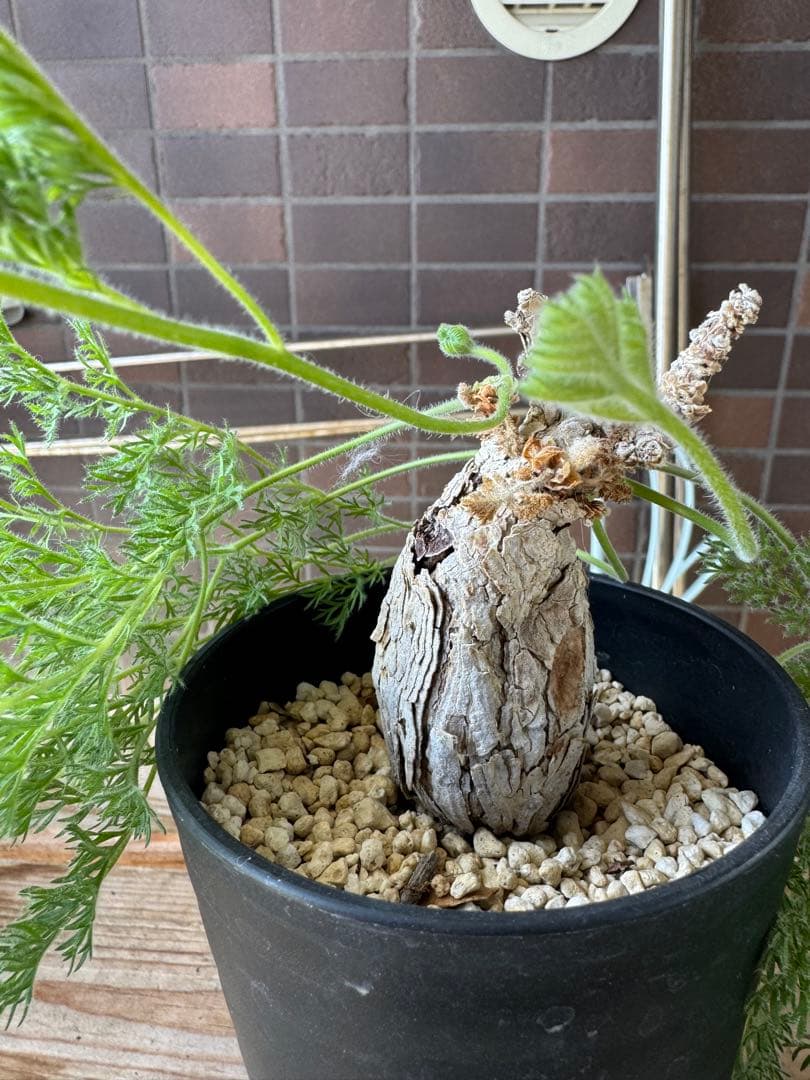 ペラルゴニウム　トリステ