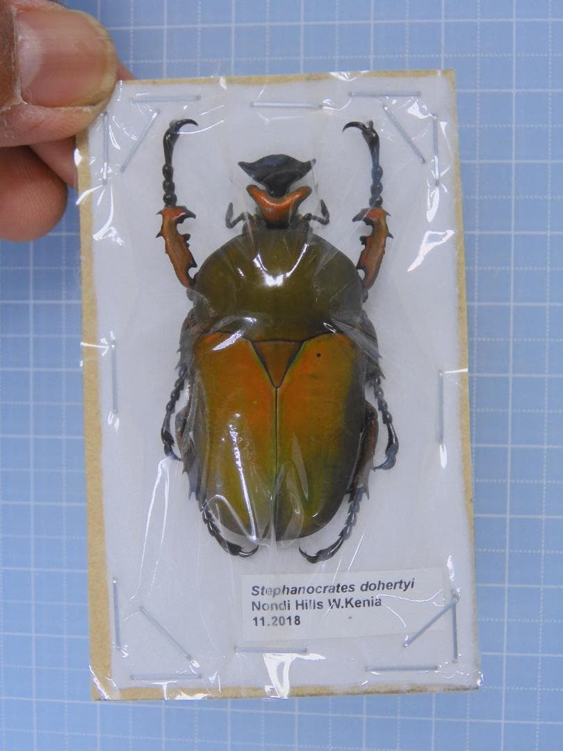 標本 Kenia Stephanocrates dohertyi 48mm