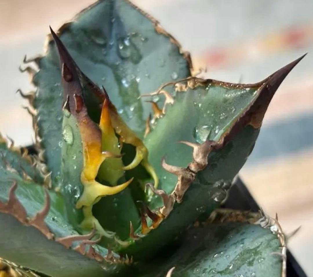 な*ち様 実生 チタノタ 検索)オアハカ スナグル オテロイ アガベ fo-07