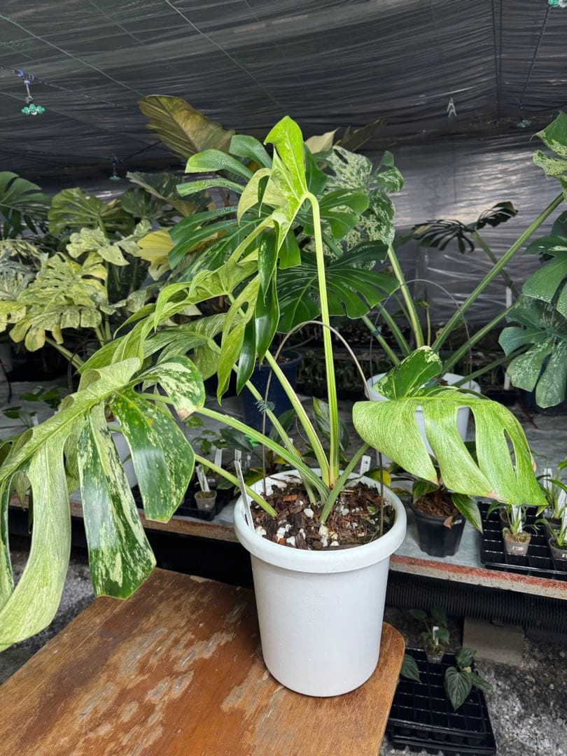 モンステラ　ボルギシアナ　x デリシオーサ　ミント　超美斑入り作品株