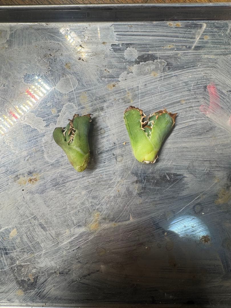 Berlin産　毒蛇　アガベ　チタノタ　子株