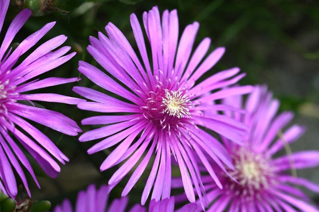 レンズ(単焦点) Nikon Ai-S Micro-NIKKOR 105mm F2.8