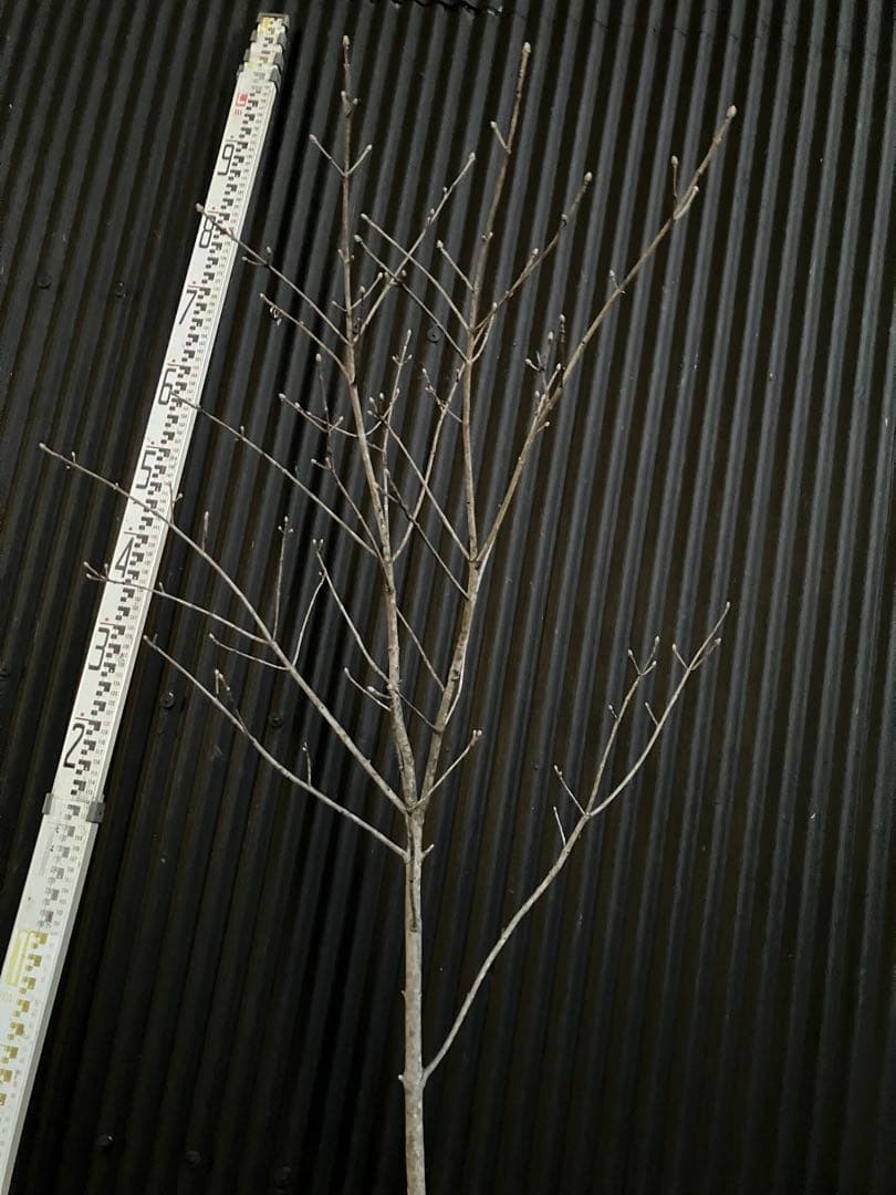 山採り　アオダモ