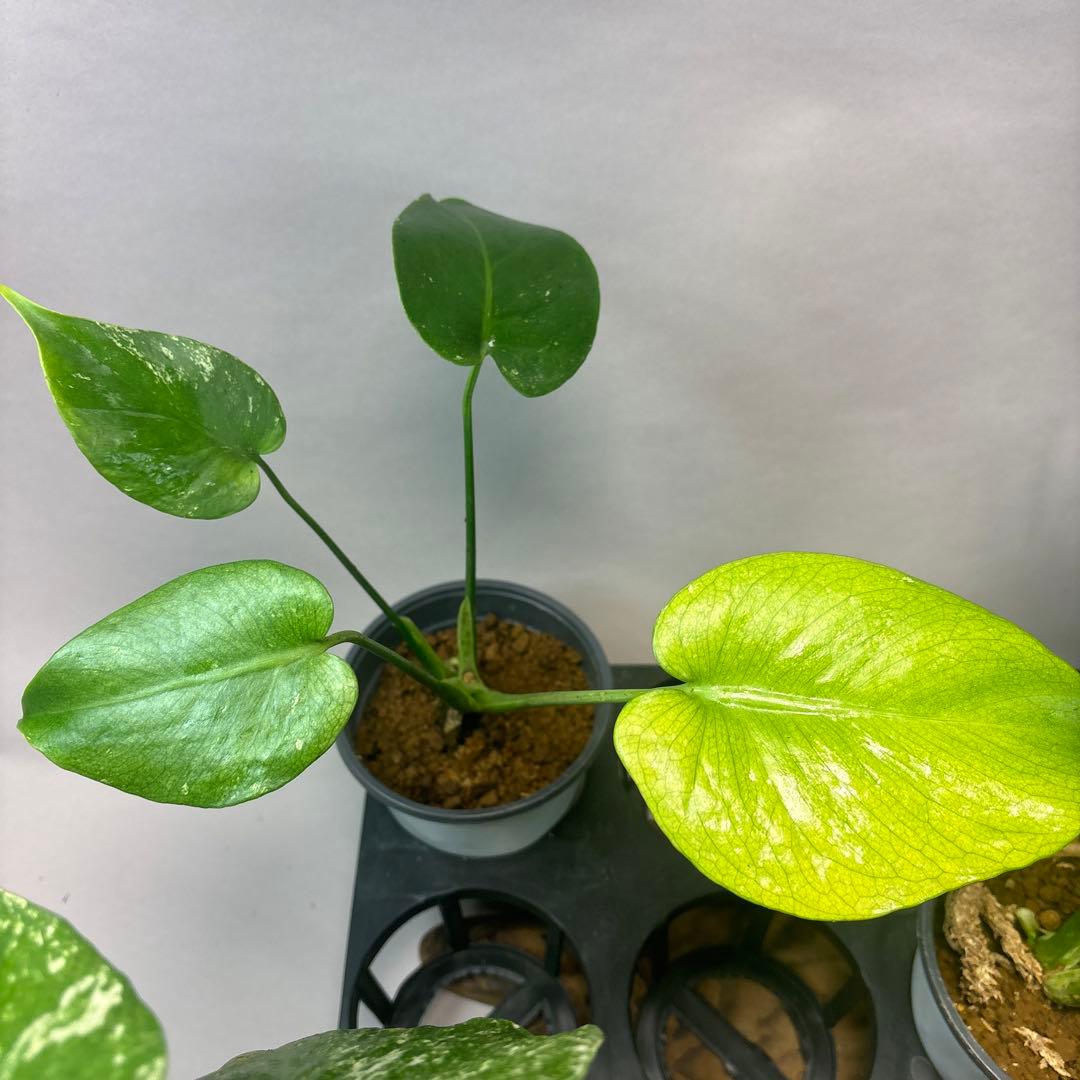 さ*ん様 5株セットms43【特別選抜】ホワイトモンスター／天津蘭 モンステラ斑