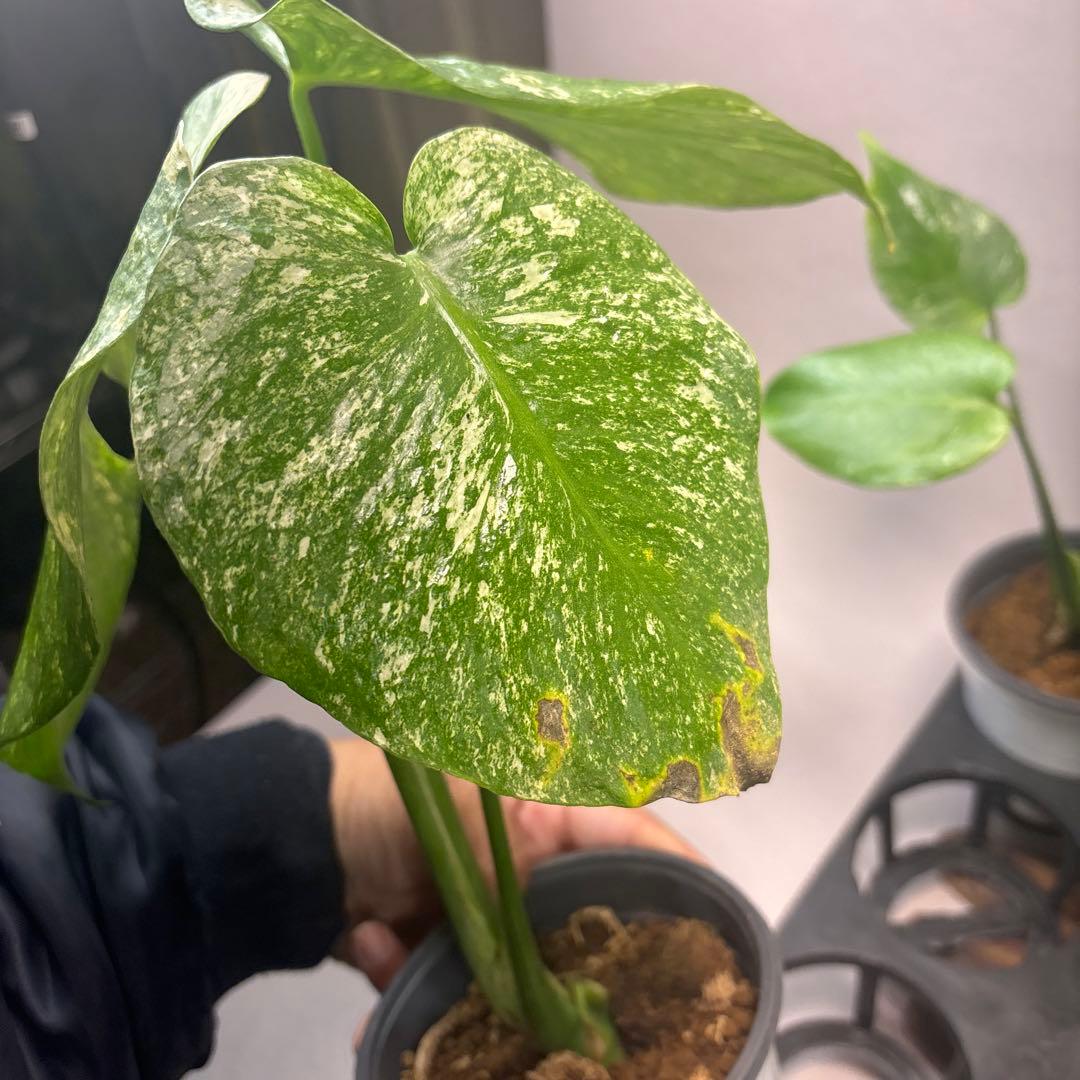 さ*ん様 5株セットms43【特別選抜】ホワイトモンスター／天津蘭 モンステラ斑