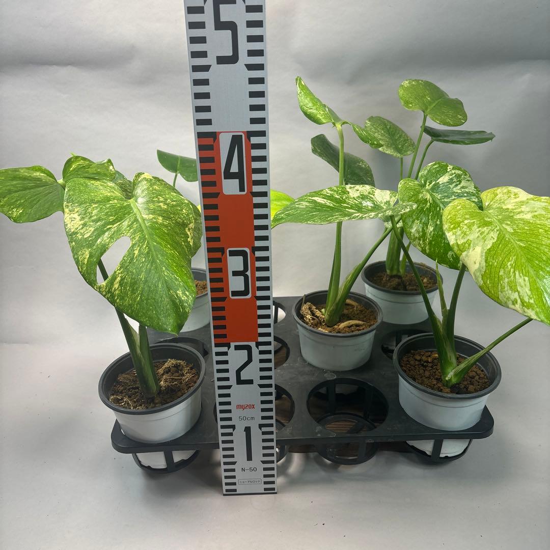 さ*ん様 5株セットms43【特別選抜】ホワイトモンスター／天津蘭 モンステラ斑