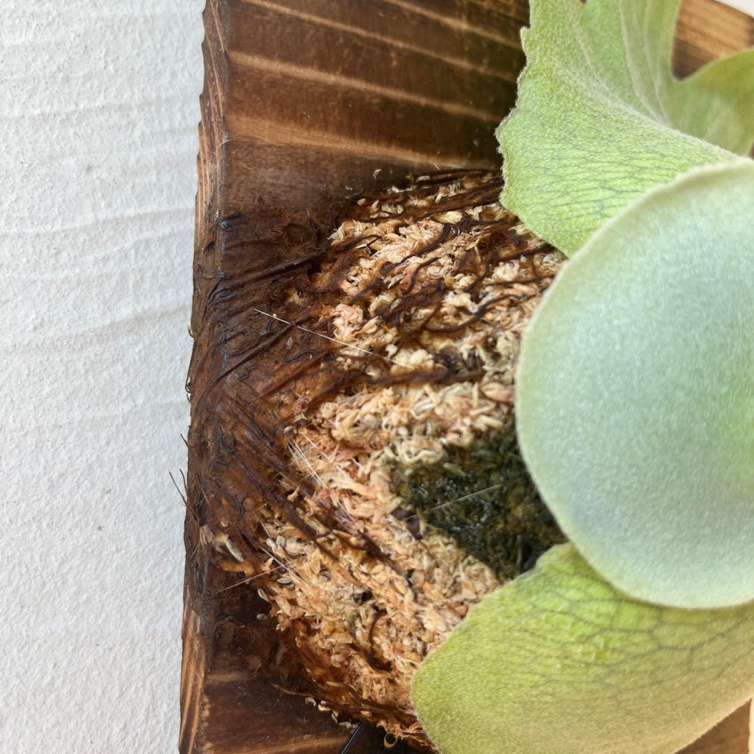 ぽ*様 ビカクシダ　ウィリンキー　月光爪哇　子株　板付