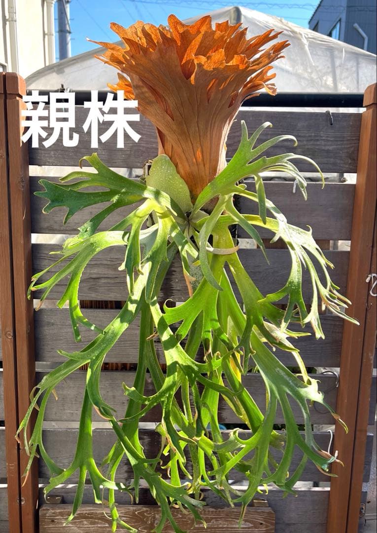 ぽ*様 ビカクシダ　ウィリンキー　月光爪哇　子株　板付