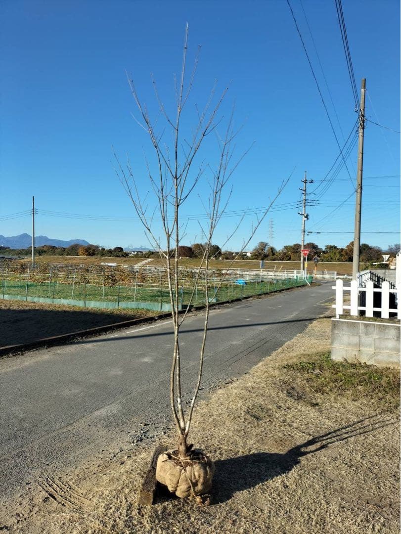 山採り アオダモ 本株立ち 3本立ち 自然樹形