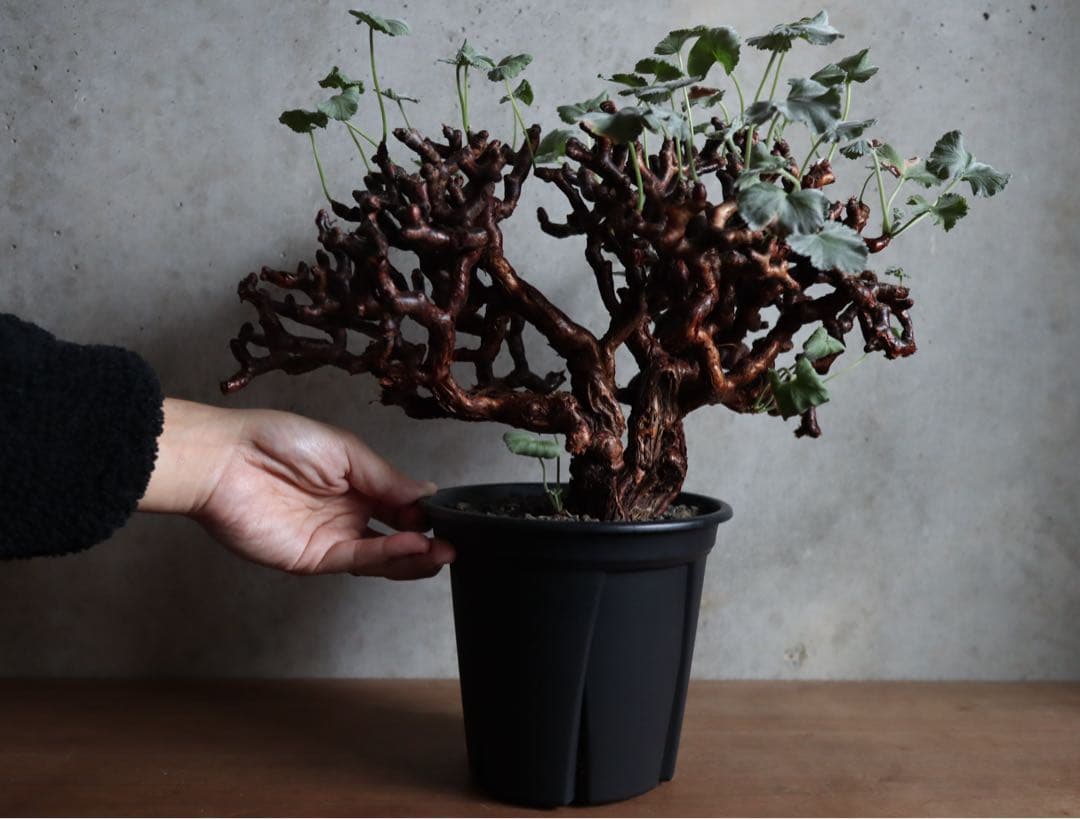 【値下げ】ペラルゴニウム　ミラビレ　特大株　発根済み