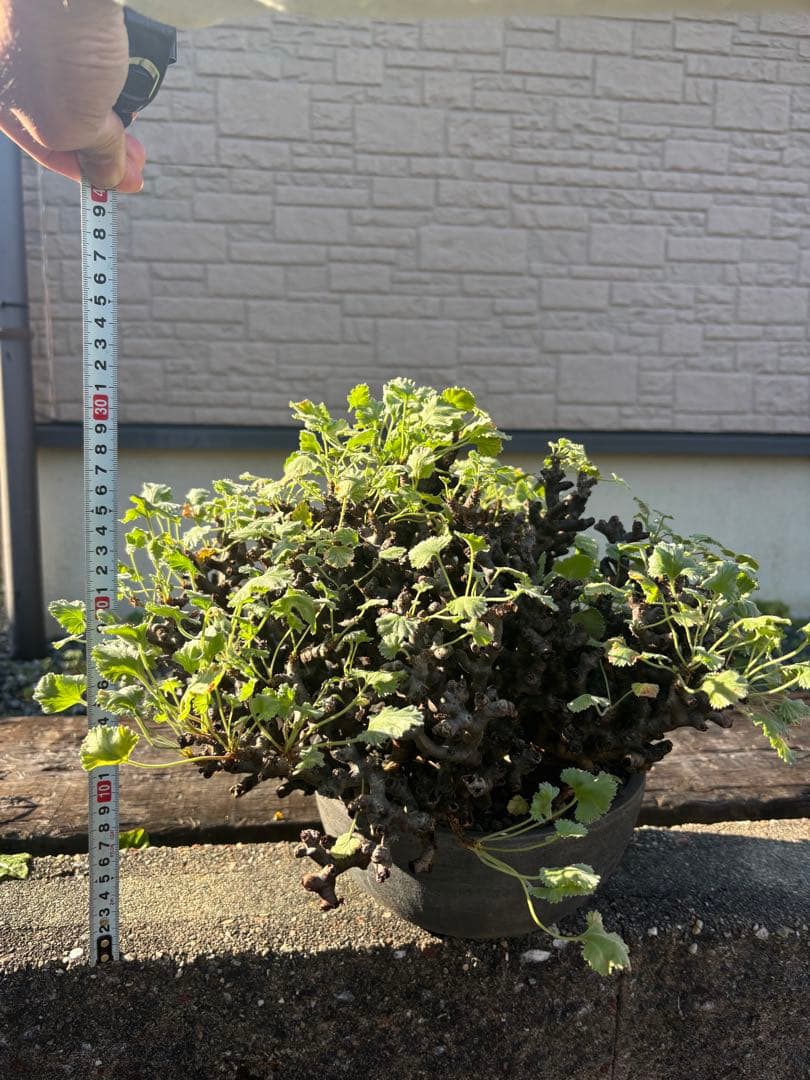 ペラルゴニウム　ミラビレ　みやび鉢