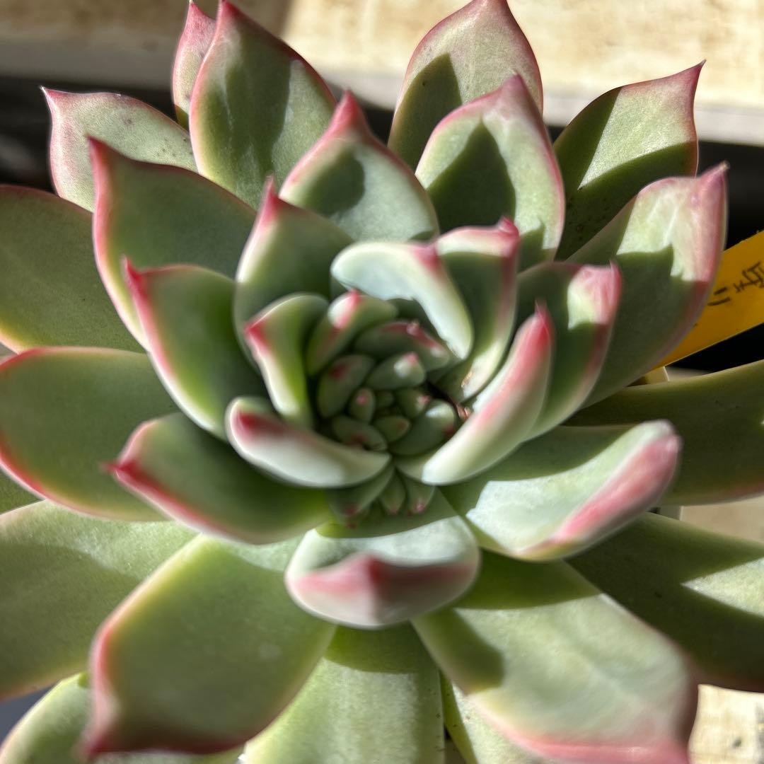 多肉植物⭐︎中里リンゼアナ⭐︎名札付き⭐︎花芽上がります