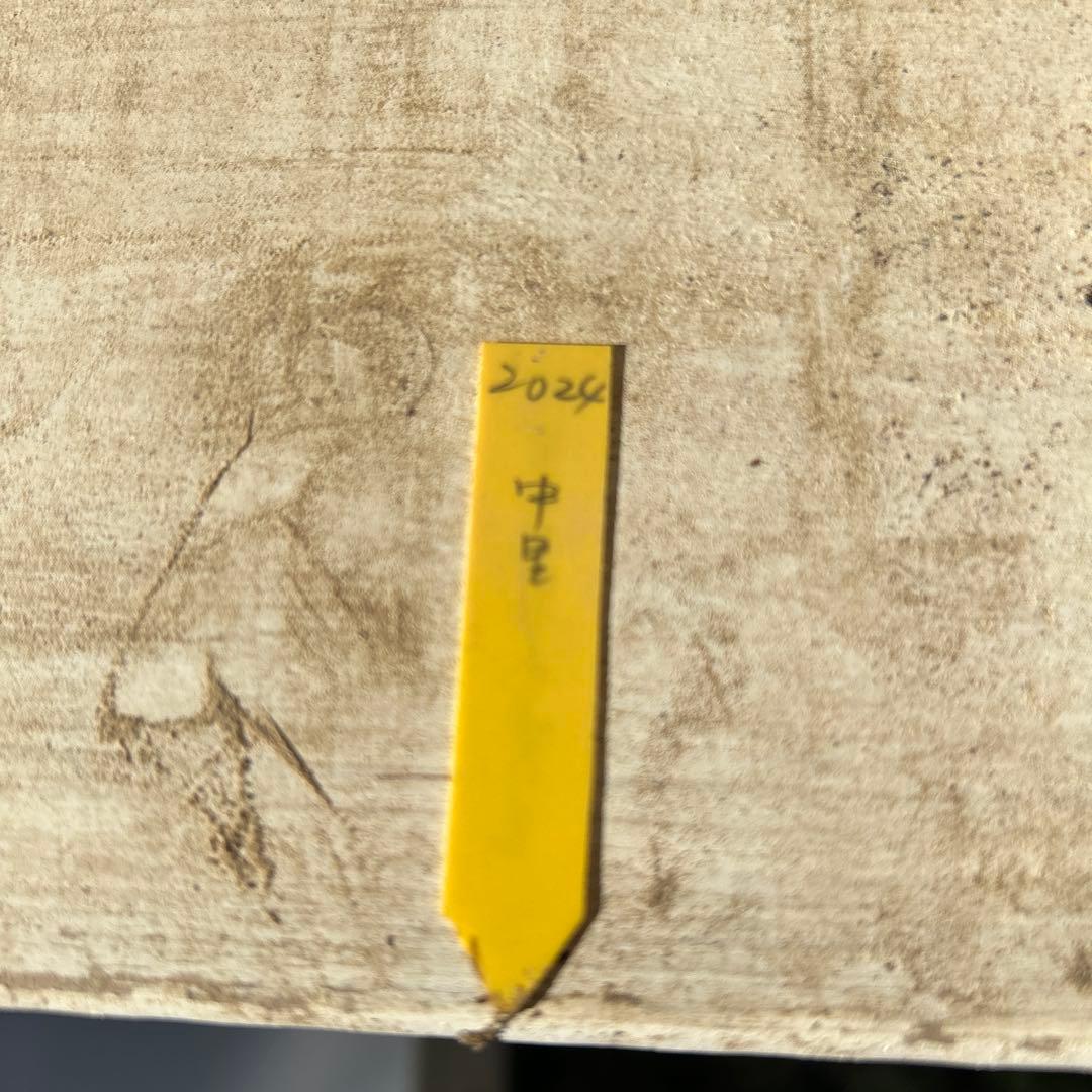 多肉植物⭐︎中里リンゼアナ⭐︎名札付き⭐︎花芽上がります