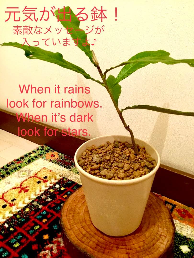 天然＊野生【枇杷＊枇杷の木＊大きめ苗木】枇杷の葉は薬効成分多し/風水/縁起木