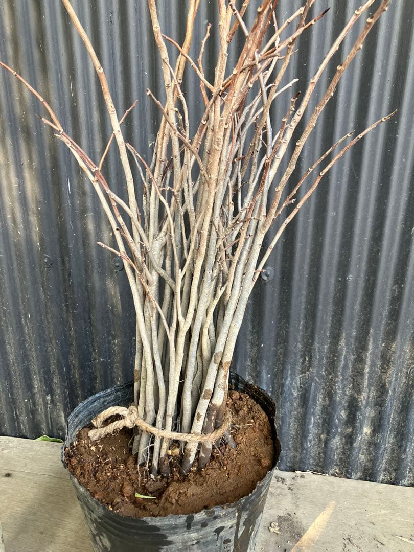 実生　ポポー　35本　接木　台木