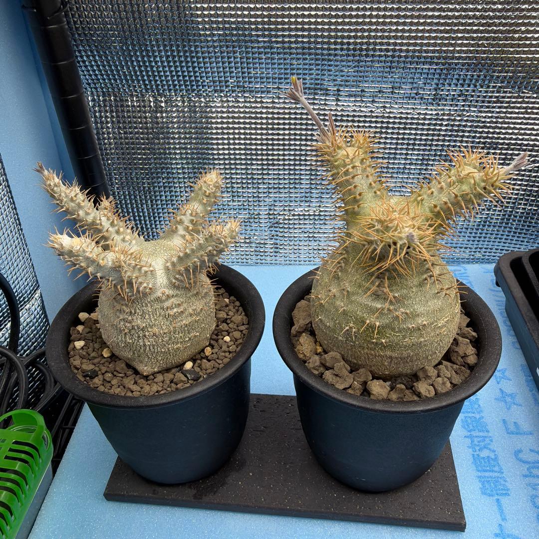 パキポディウムグラキリス5 実生7年目 受粉セット