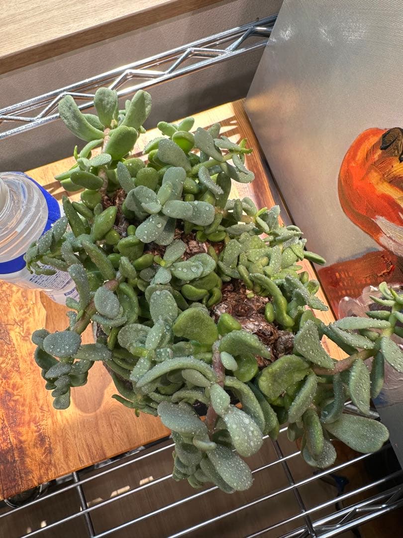 ケラリアピグマエア 現地球 発根済 大粒 大株 良型 阪本健