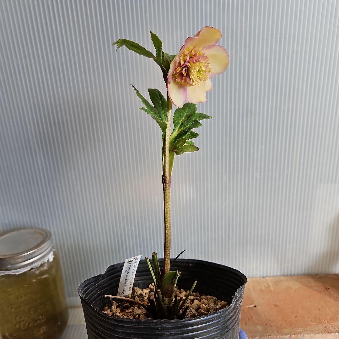 チョラコ☆様ご購入苗㉖-245㉖-268クリスマスローズ