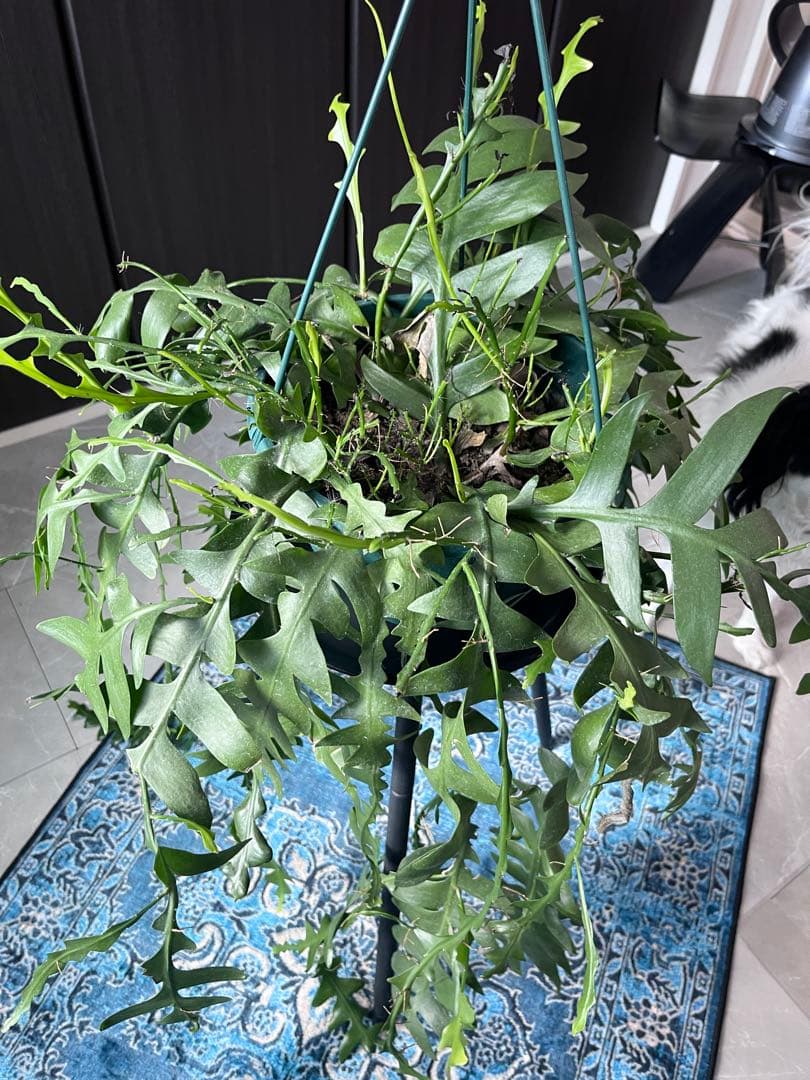 エピフィラム クリソカルディウム ゴールデンフィッシュボーン 大株