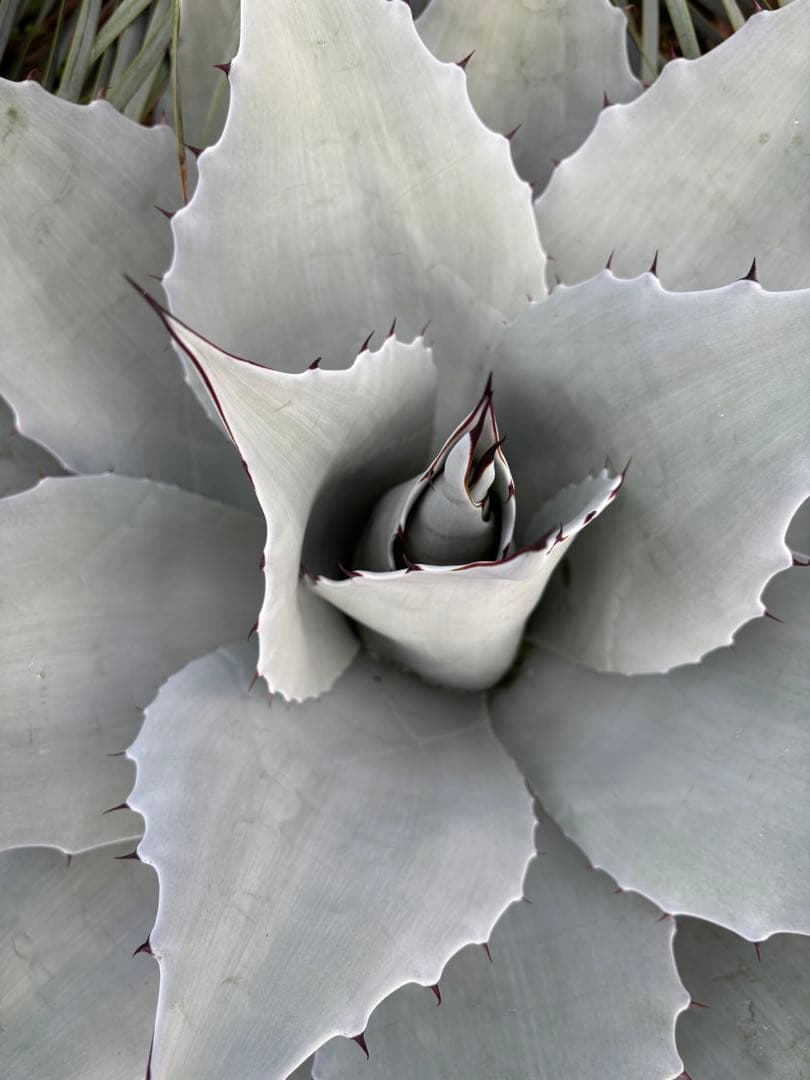 アガベ　オバティフォリア　フロスティブルー　大株　極上