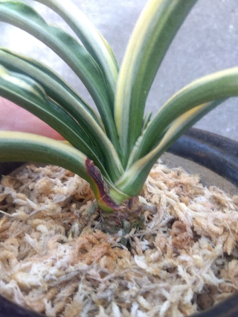 然舎　万年青　おもと　長生殿　覆輪斑　4号陶器鉢つき　極上❗　①