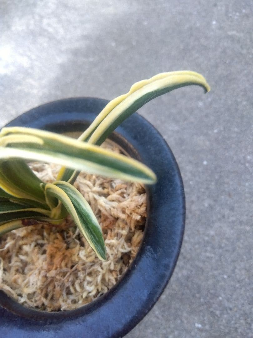 然舎　万年青　おもと　長生殿　覆輪斑　4号陶器鉢つき　極上❗　①