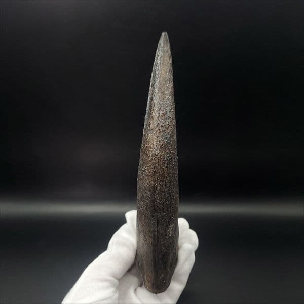 スピノサウルス 爪 レプリカ 178.54mm spr1