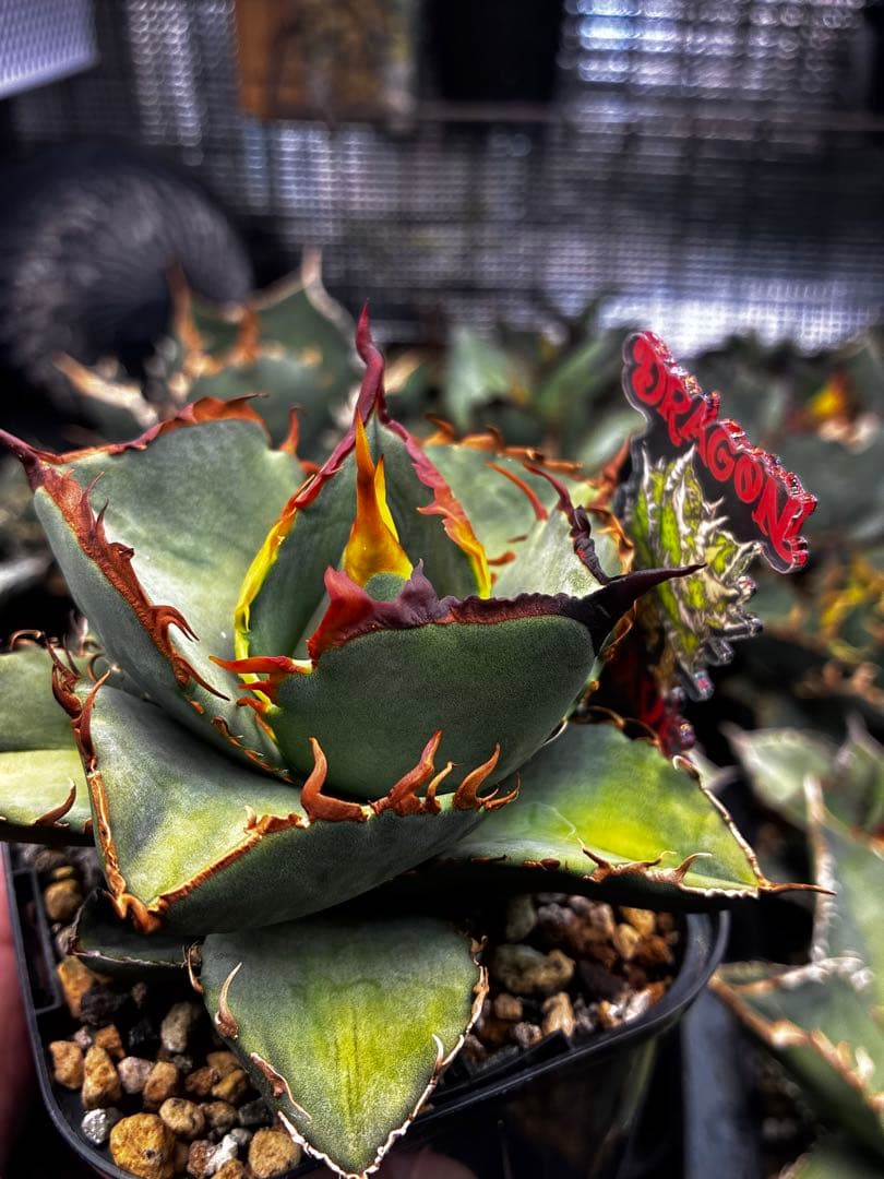 【DRAGON AGAVE産】AGAVE TITANOTA 火鳳凰 OC株