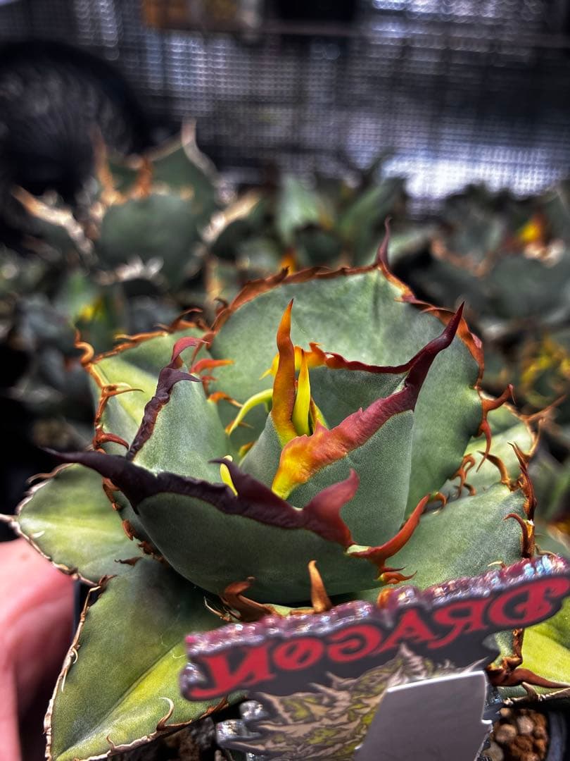 【DRAGON AGAVE産】AGAVE TITANOTA 火鳳凰 OC株