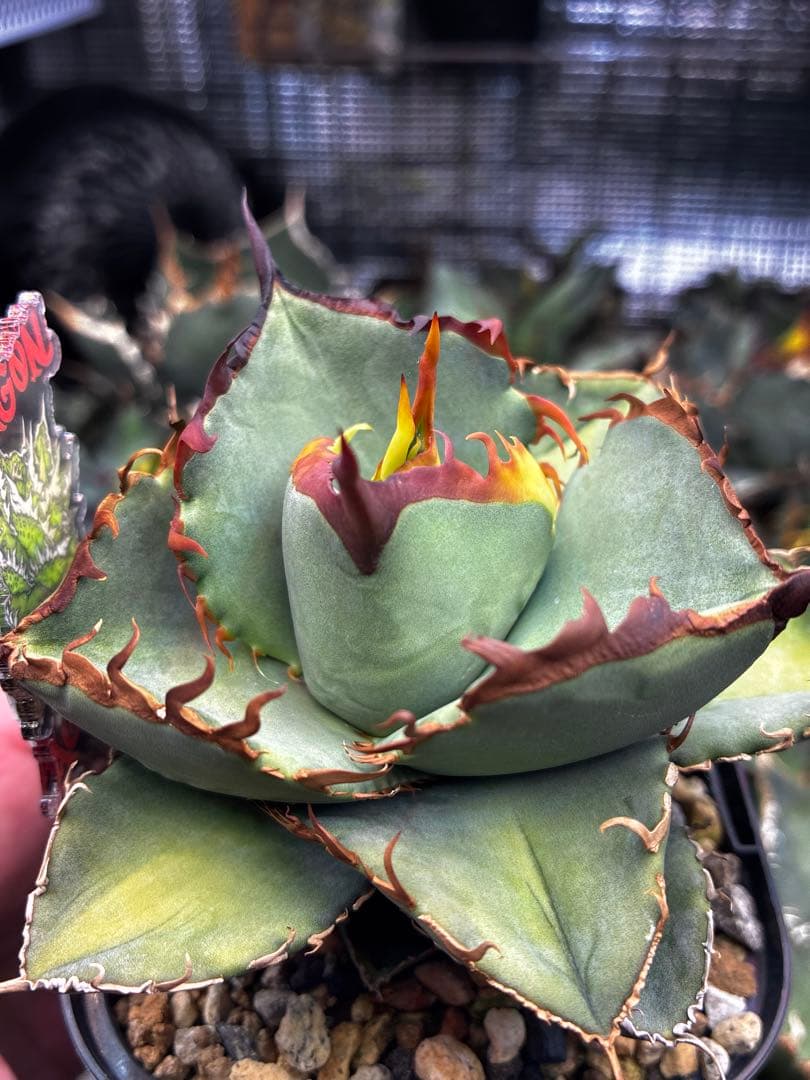 【DRAGON AGAVE産】AGAVE TITANOTA 火鳳凰 OC株