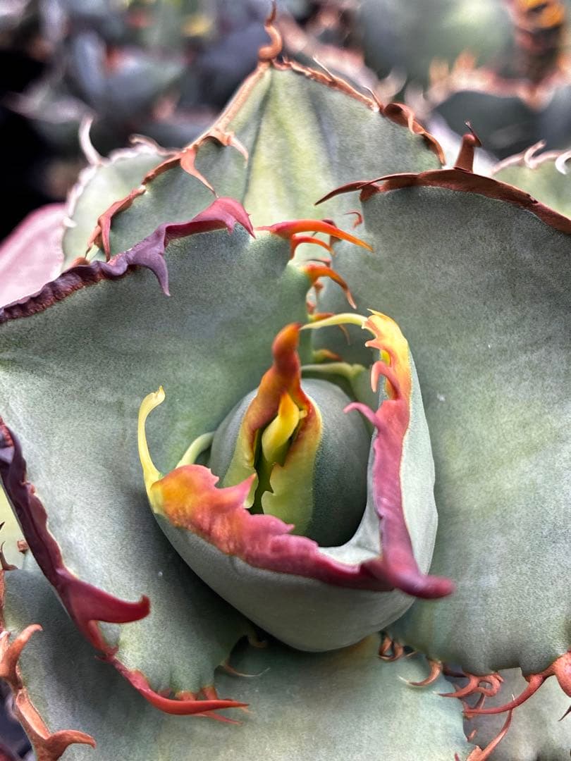 【DRAGON AGAVE産】AGAVE TITANOTA 火鳳凰 OC株