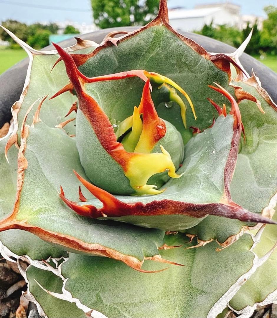 【DRAGON AGAVE産】AGAVE TITANOTA 火鳳凰 OC株