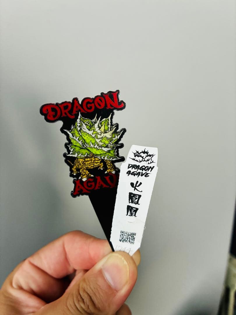 【DRAGON AGAVE産】AGAVE TITANOTA 火鳳凰 OC株